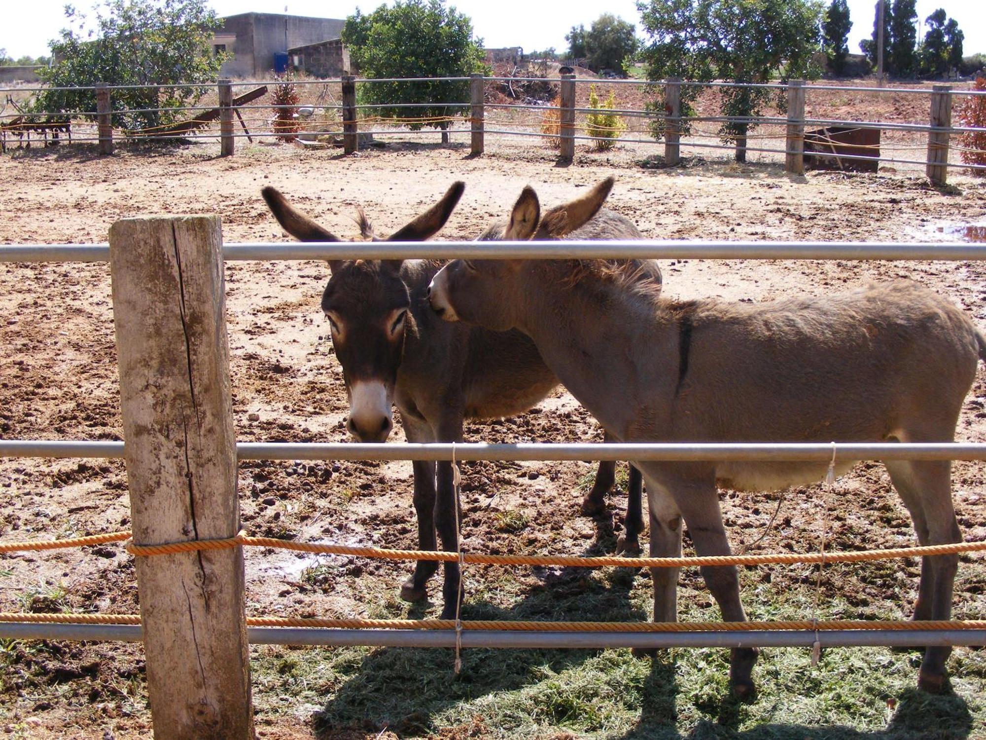 Agroturismo Finca Sant Blai Campos  Luaran gambar