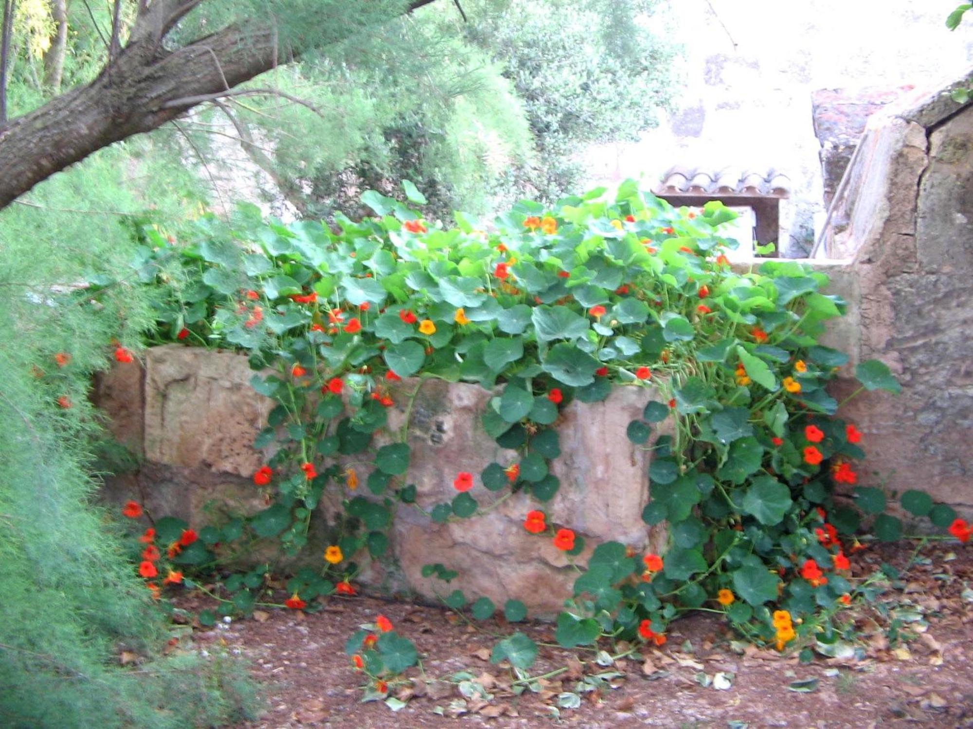 Agroturismo Finca Sant Blai Campos  Luaran gambar