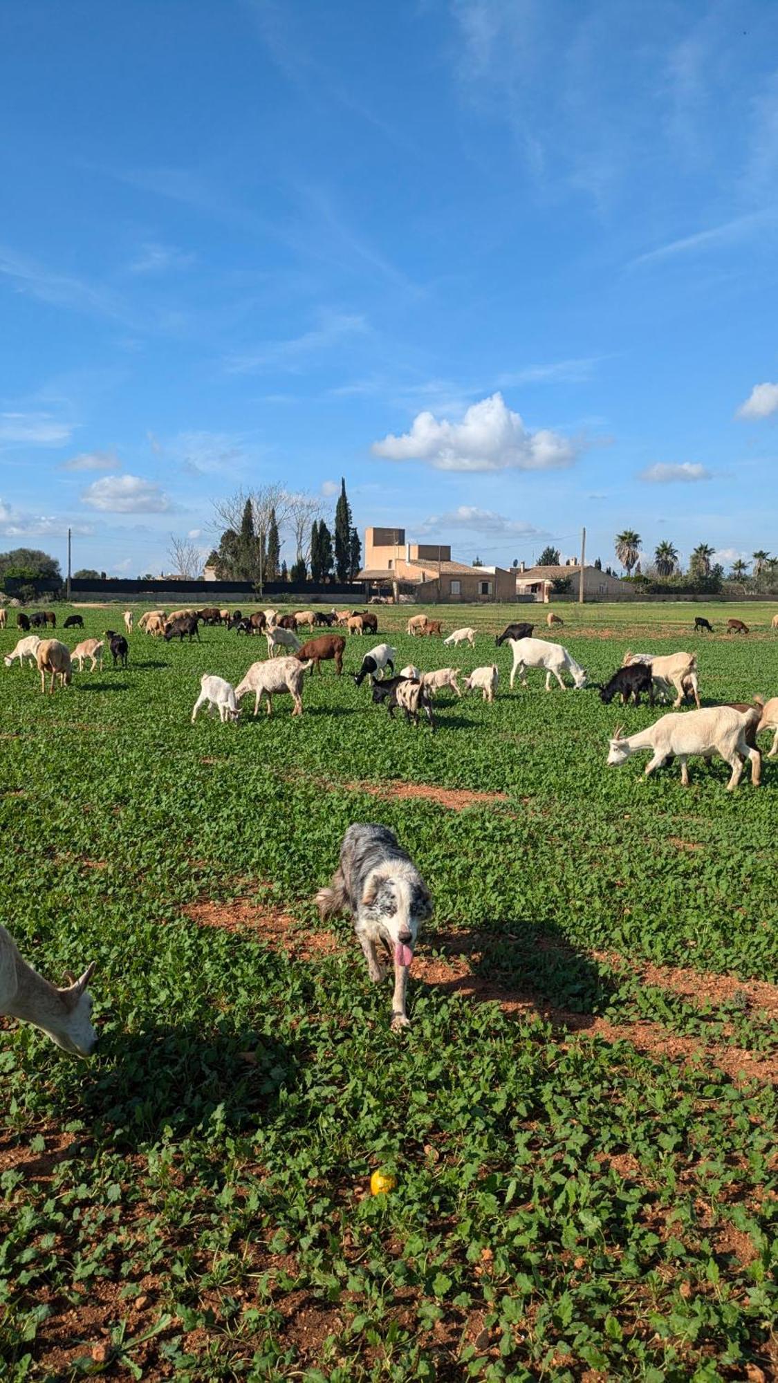Agroturismo Finca Sant Blai Campos  Luaran gambar