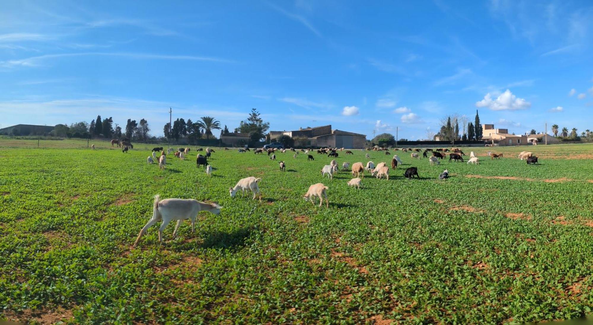Agroturismo Finca Sant Blai Campos  Luaran gambar