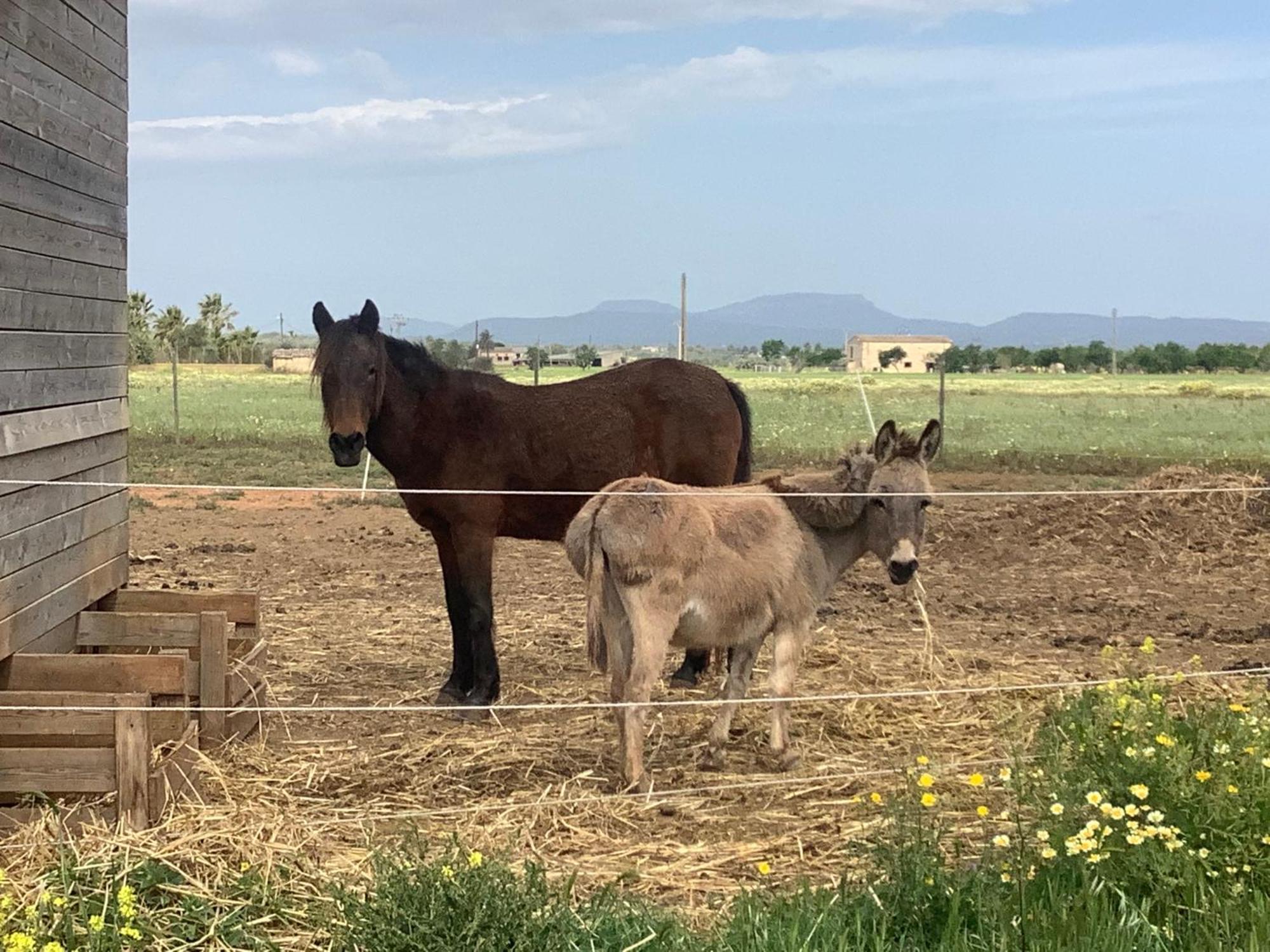 Agroturismo Finca Sant Blai Campos  Luaran gambar