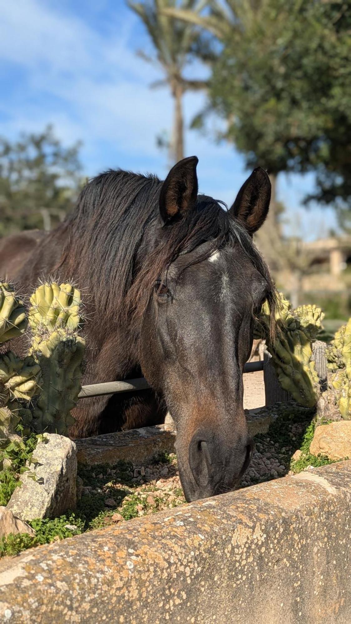 Agroturismo Finca Sant Blai Campos  Luaran gambar