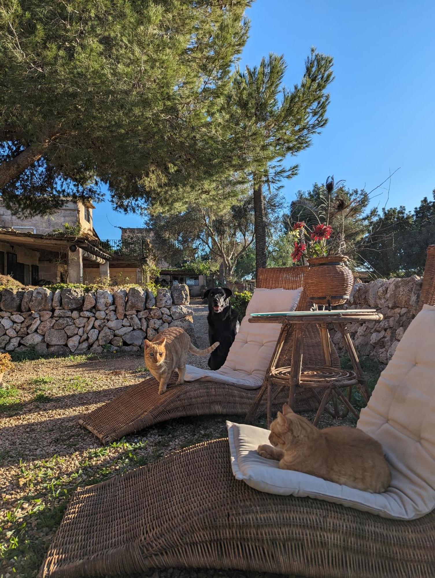 Agroturismo Finca Sant Blai Campos  Luaran gambar